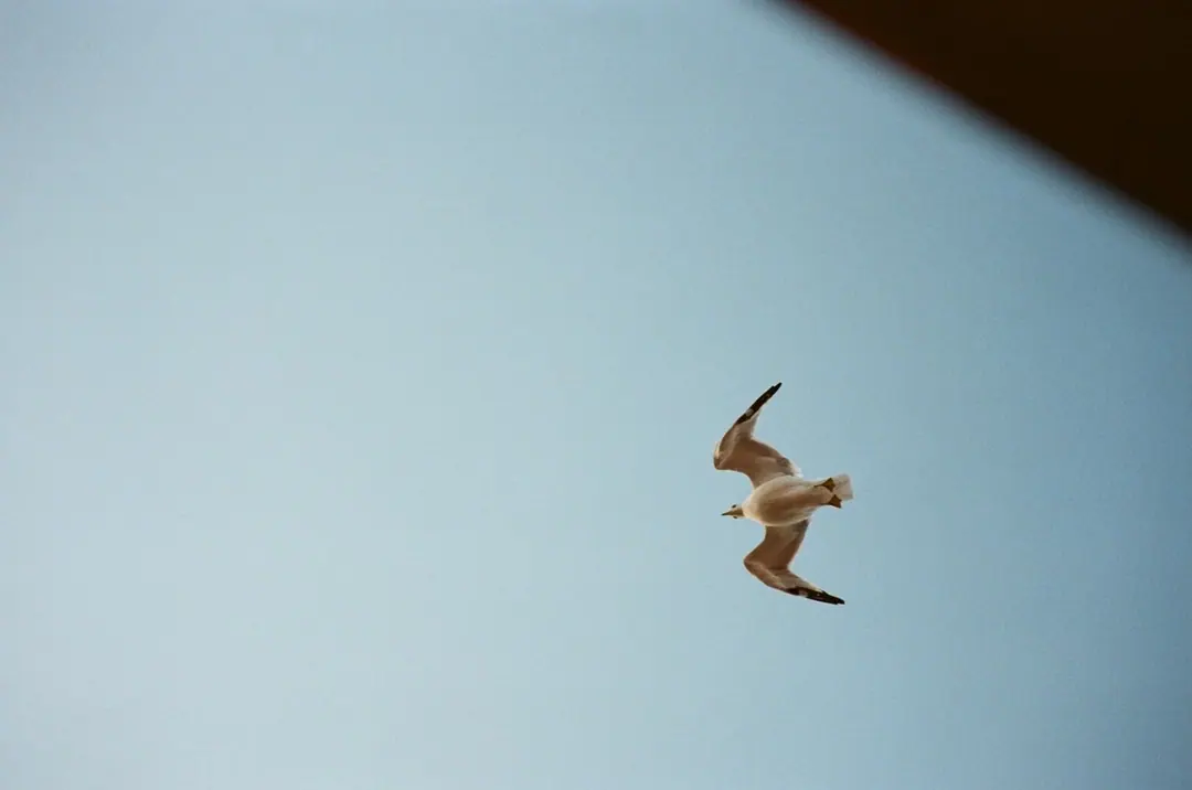 NYC on Film, frame 19 of 95
