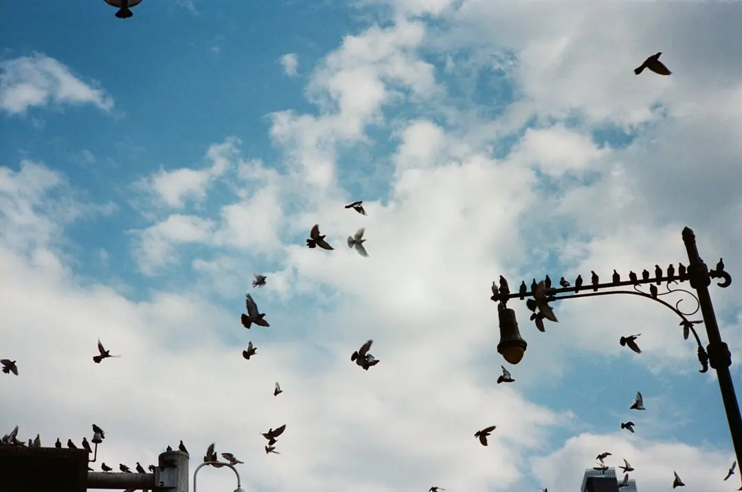 NYC on Film, frame 66 of 95