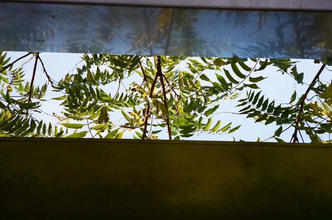 Nature on 35mm, frame 32 of 65