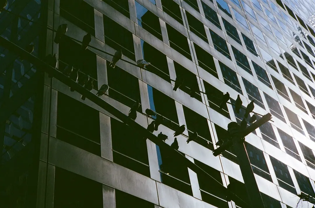 NYC on Film, frame 82 of 95