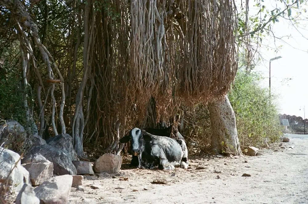 Nature on 35mm, frame 65 of 65