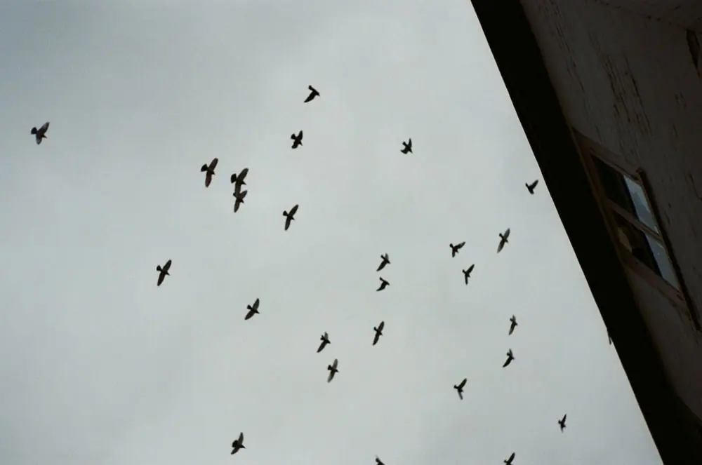 Nature on 35mm, frame 57 of 65