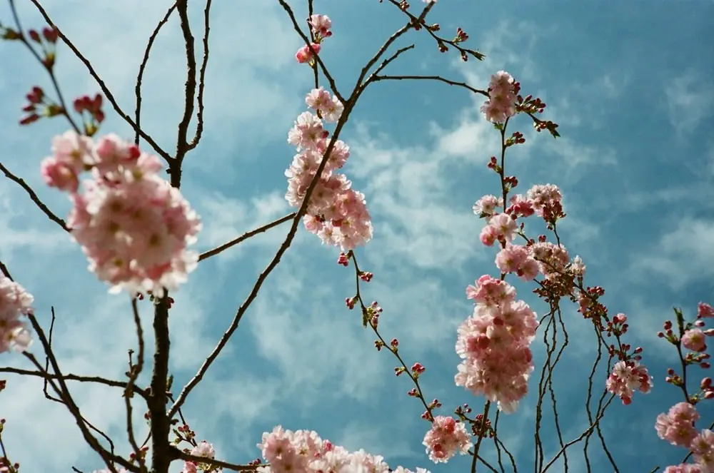 Nature on 35mm, frame 33 of 65