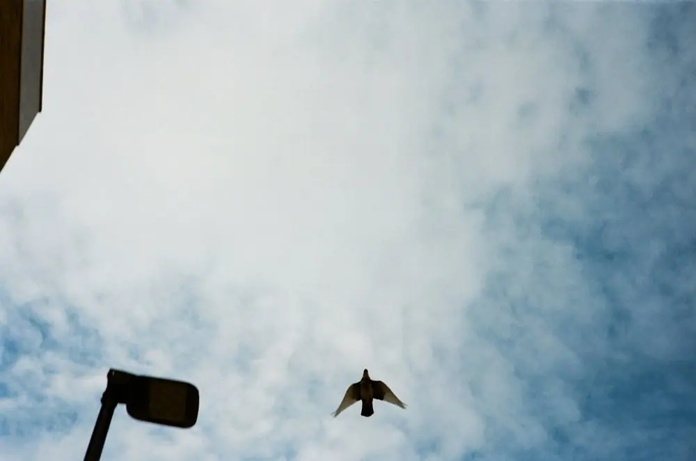 Nature on 35mm, frame 59 of 65