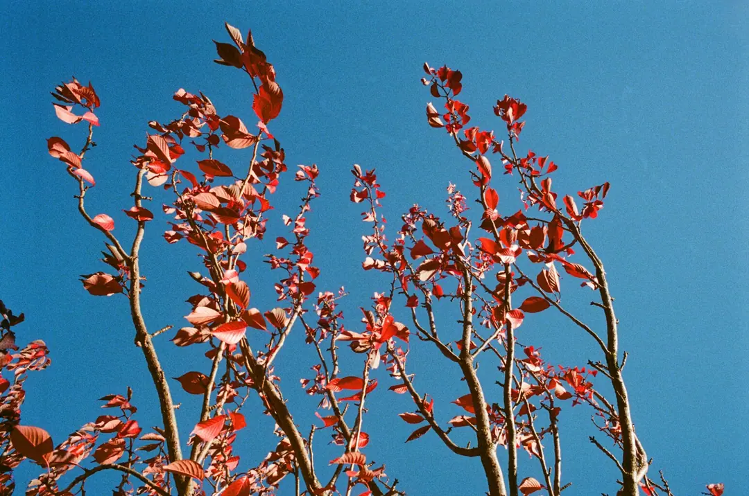 Nature on 35mm, frame 4 of 65