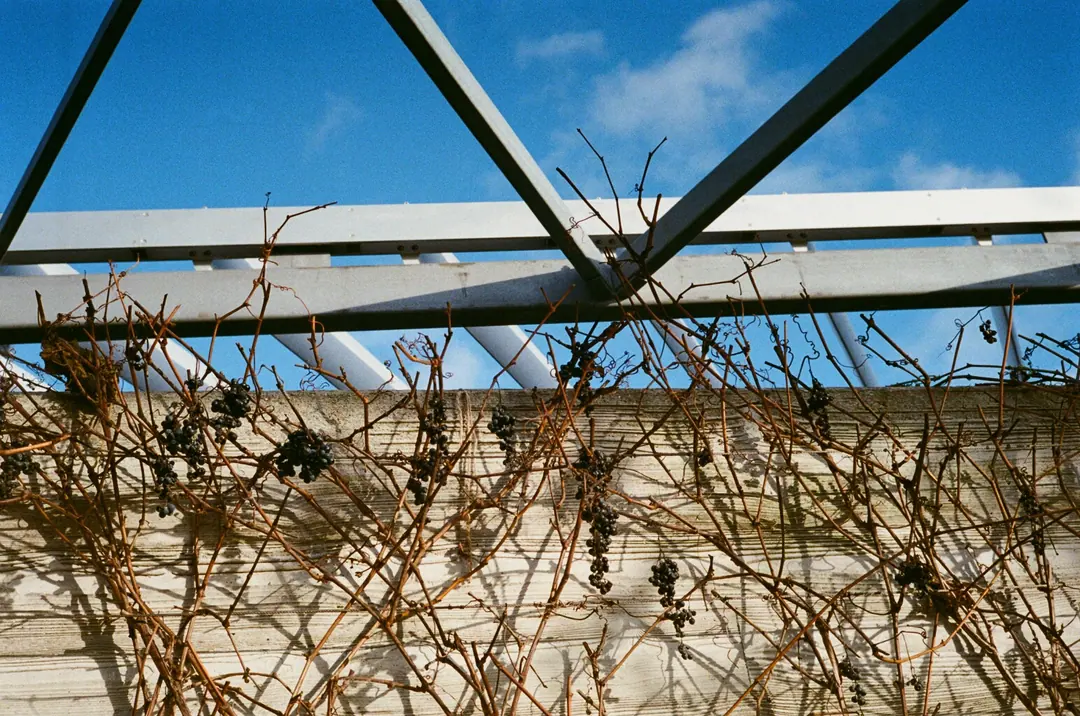 Nature on 35mm, frame 6 of 65