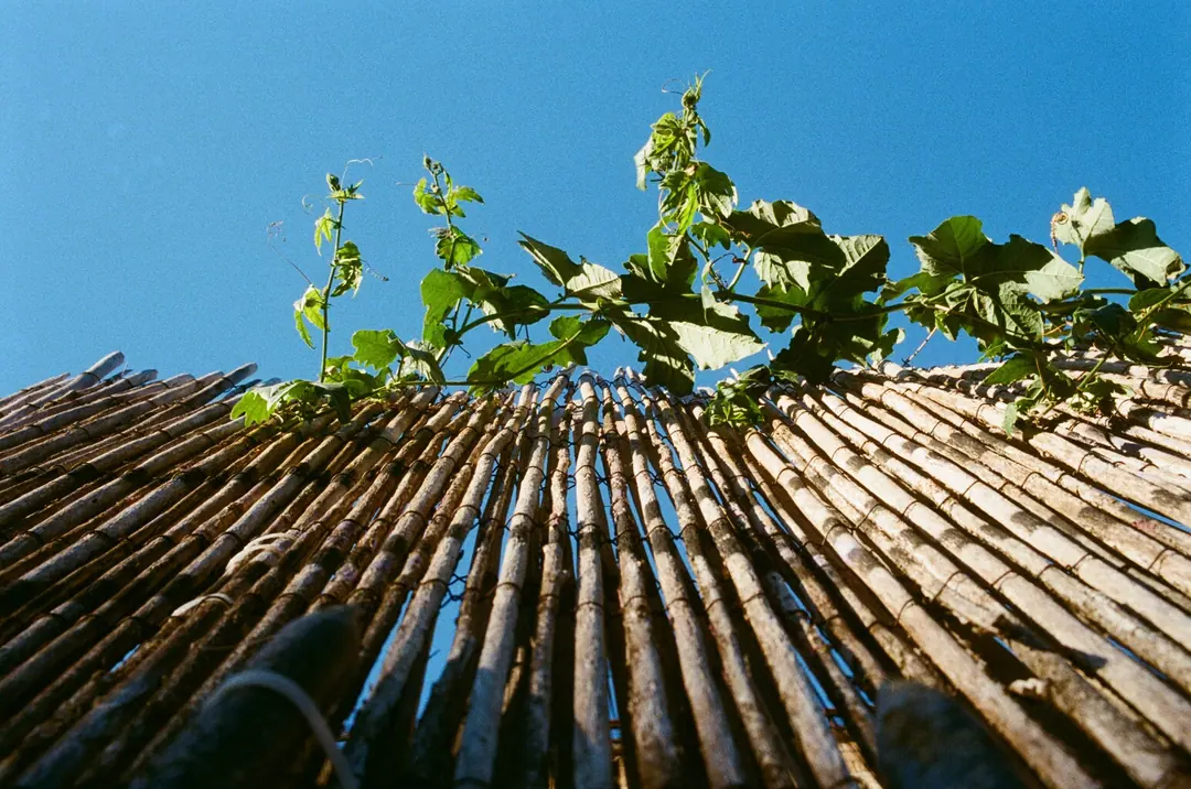 Nature on 35mm, frame 5 of 65