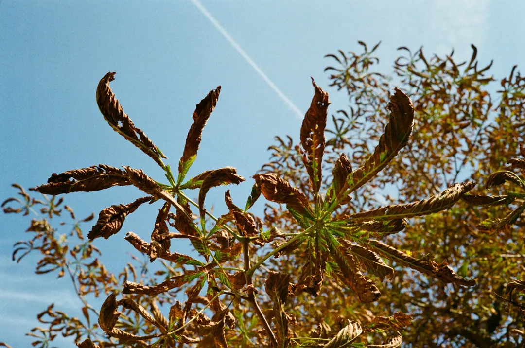 Nature on 35mm, frame 9 of 65