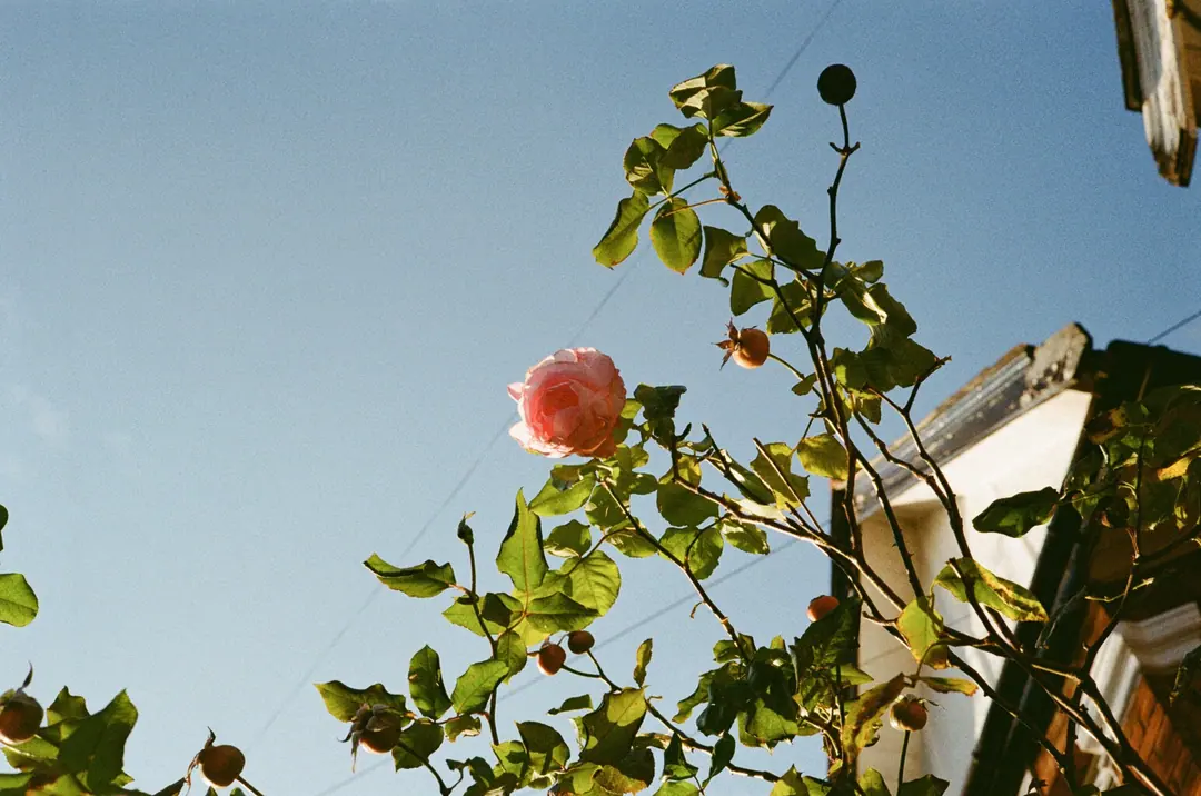 Nature on 35mm, frame 10 of 65