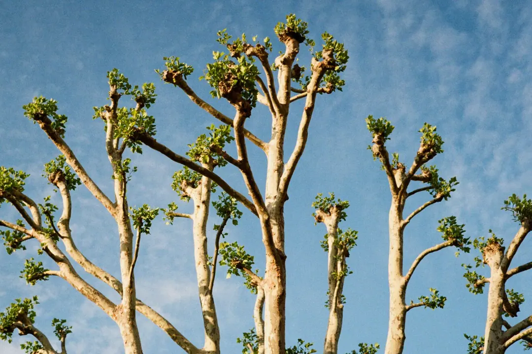 Nature on 35mm, frame 12 of 65