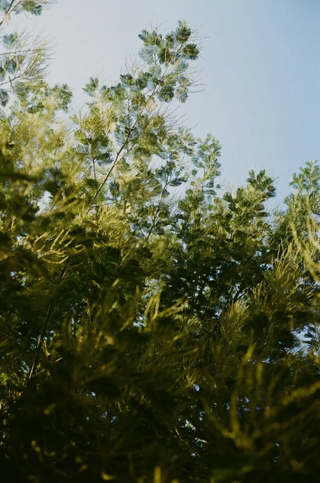 Nature on 35mm, frame 13 of 65