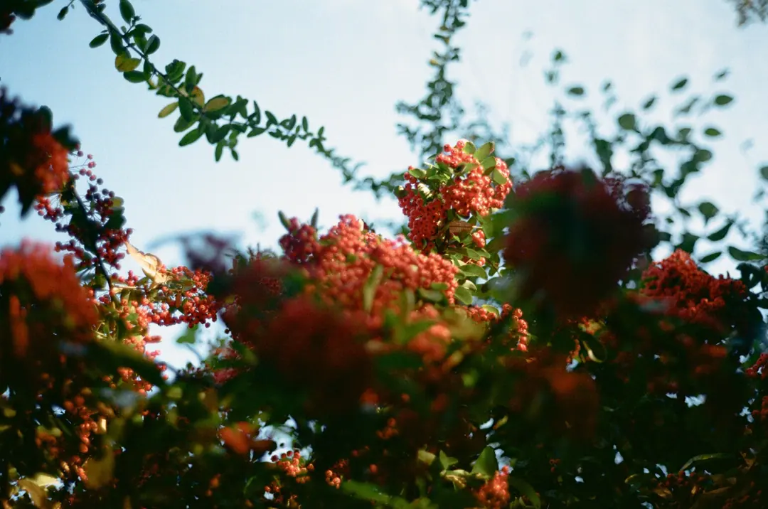 Nature on 35mm, frame 14 of 65