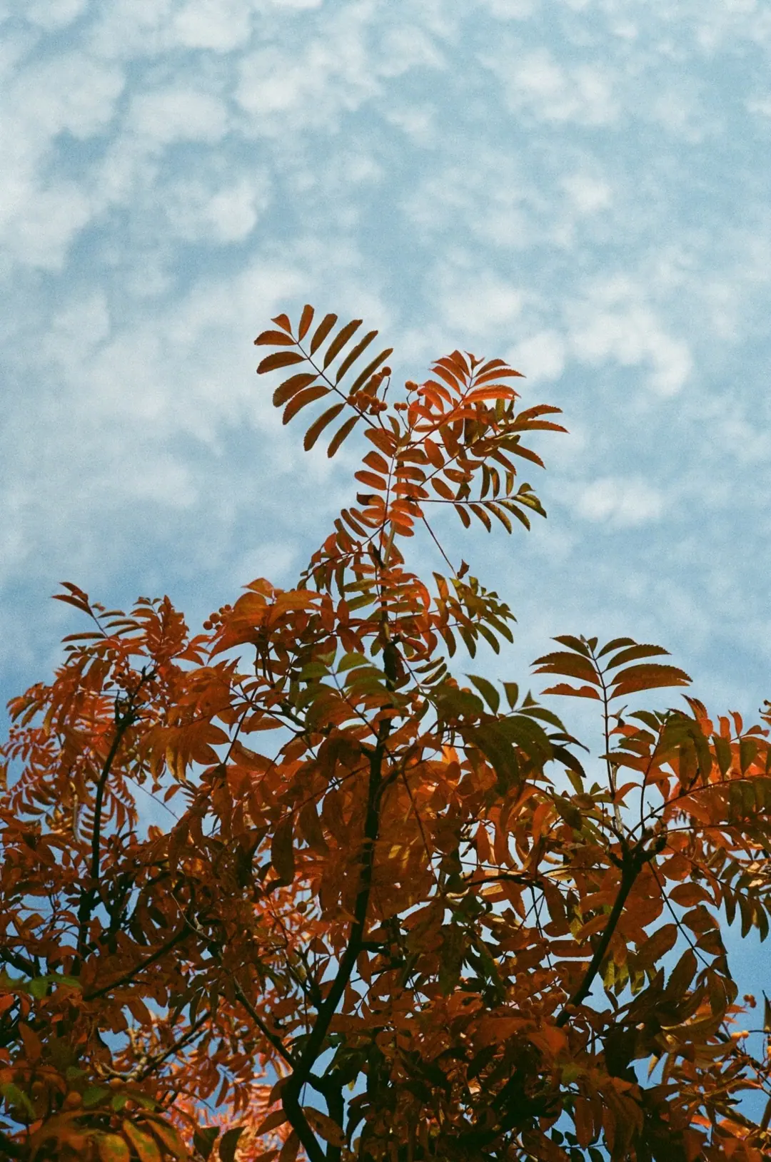 Nature on 35mm, frame 16 of 65