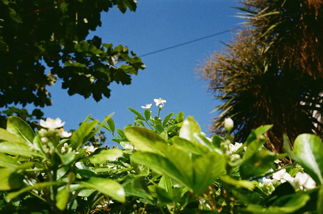 Nature on 35mm, frame 17 of 65