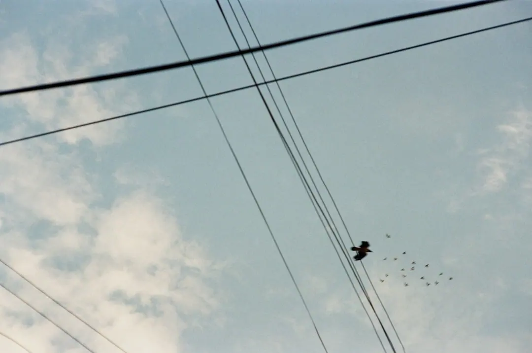 Nature on 35mm, frame 31 of 65