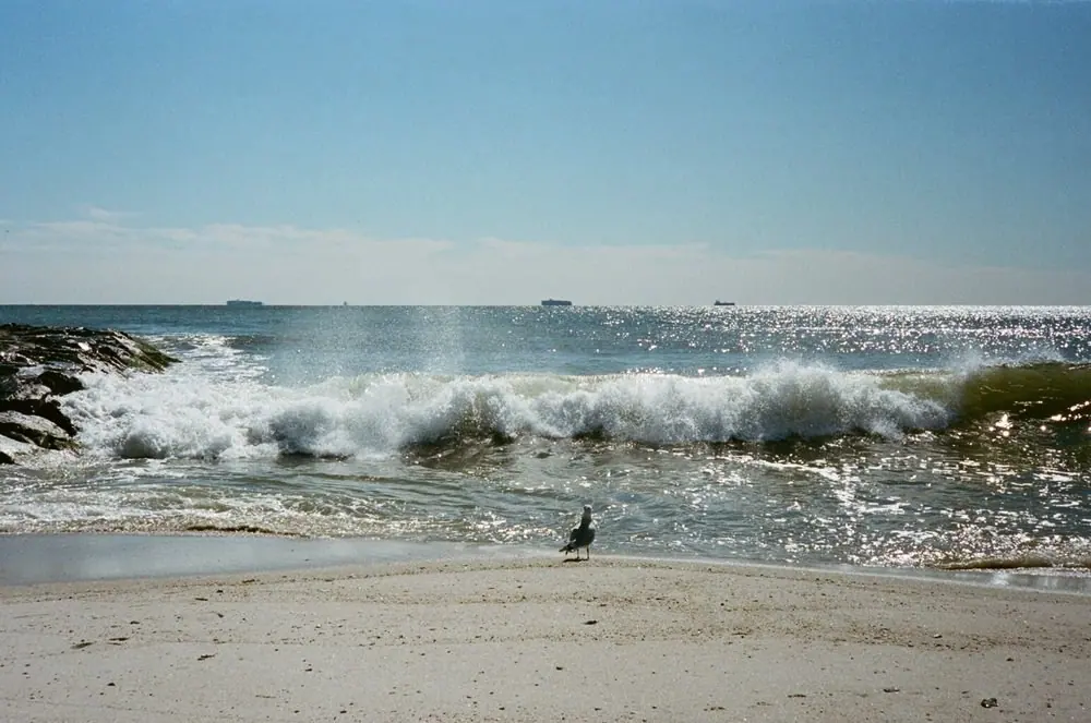Nature on 35mm, frame 61 of 65