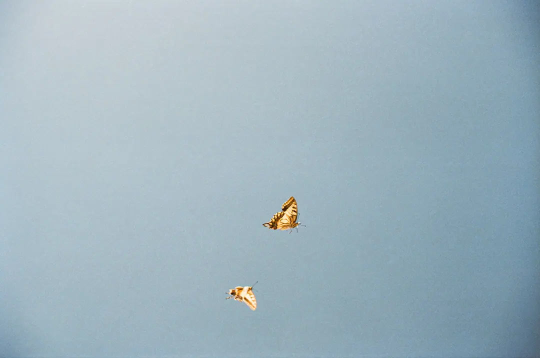 Nature on 35mm, frame 44 of 65