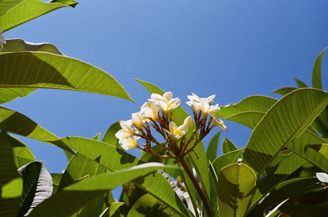 Nature on 35mm, frame 23 of 65