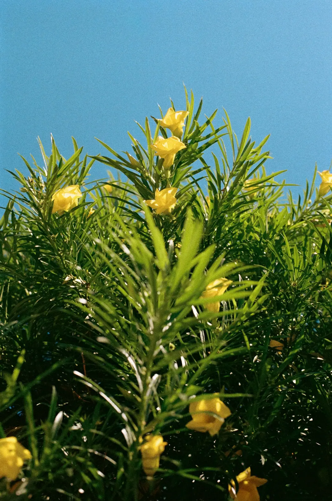Nature on 35mm, frame 20 of 65