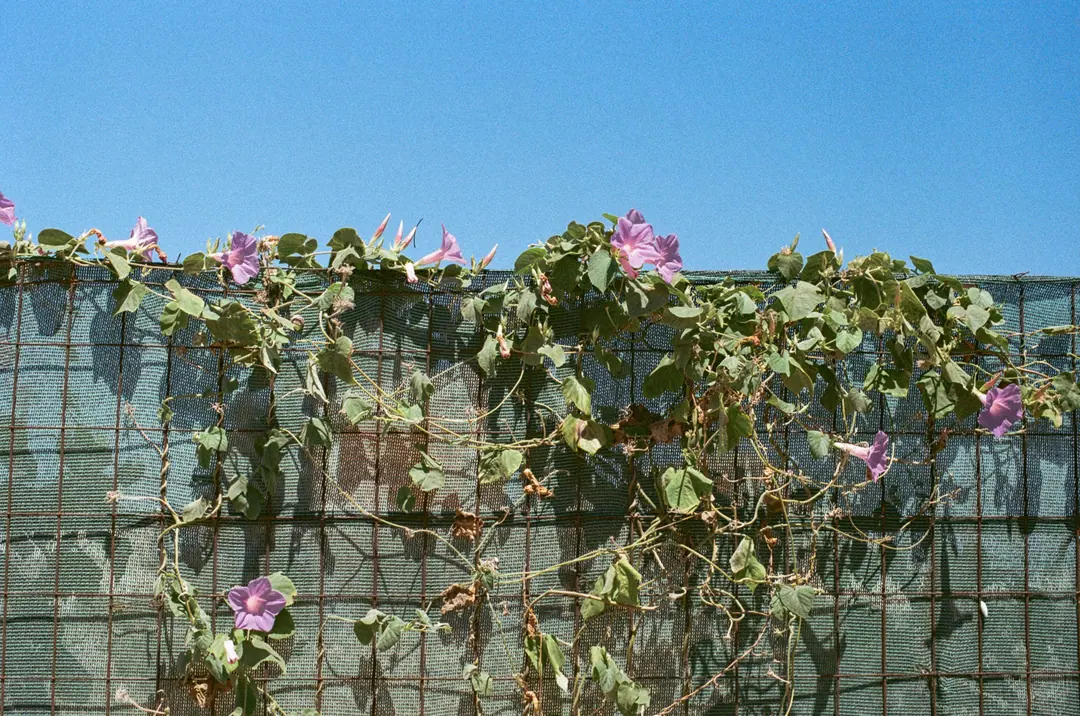 Nature on 35mm, frame 21 of 65
