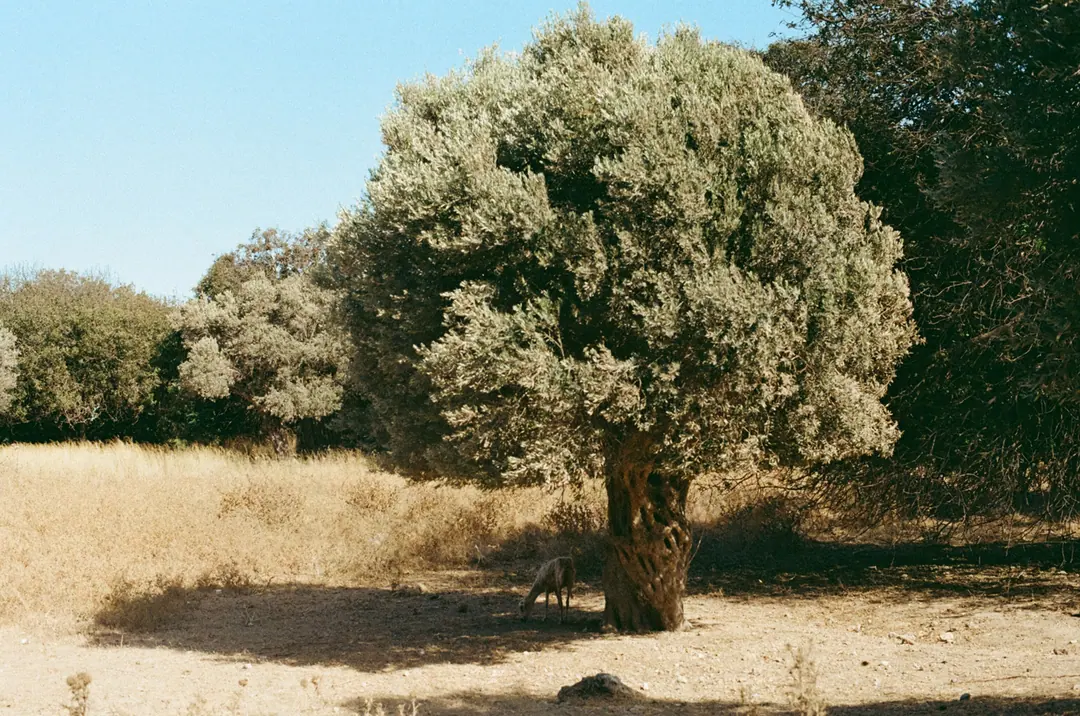 Nature on 35mm, frame 42 of 65