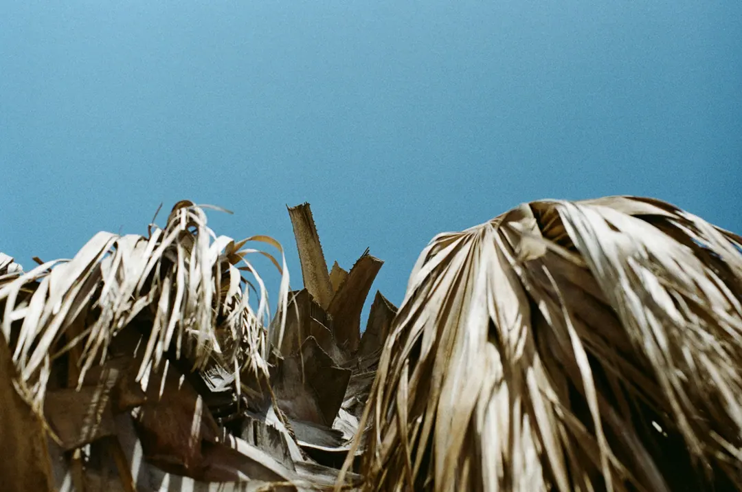 Nature on 35mm, frame 39 of 65