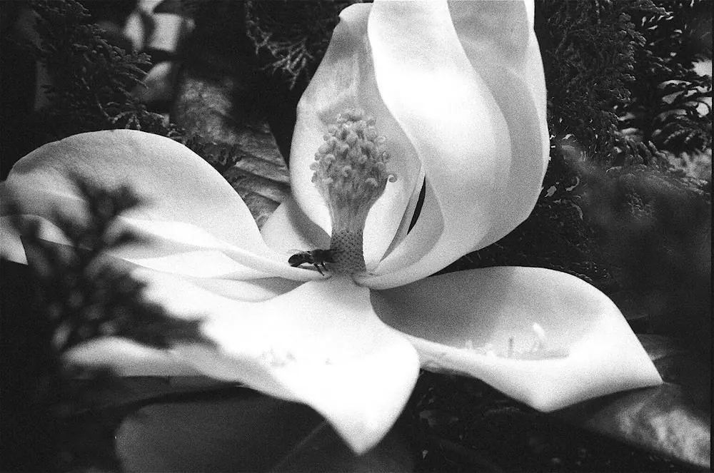 35mm, frame 16 of 87