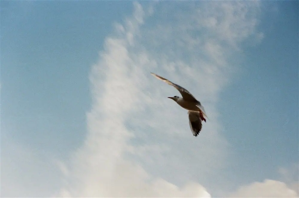 Nature on 35mm, frame 35 of 65